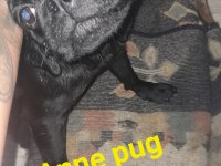 26 günlük dişi erkek yavru pug
