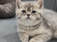 Uyguna British Shorthair Vereceğim