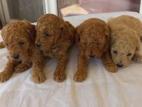 Poodle yavrusu bebeğimiz