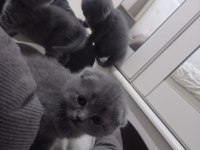Scottish Fold Yavrular