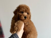 Toy Garantili Orjinal Erkek Toy Poodle Yavrumuz