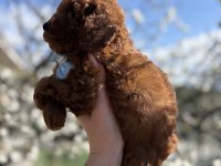 Korekan toy poodle safkan yavrular