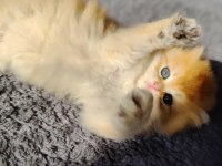 Safkan british longhair aslan oğlana yuva arıyorum