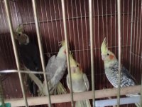 3 aylık yavru sultan papağanları