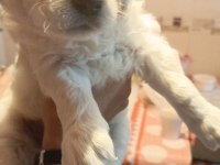 Yeni Golden Retriever Yavruları