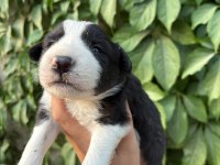 Temmuz doğumlu yeni border collie bebekler