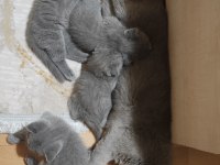 Uygun British shorthair Yavrular