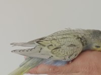 YEME DÜŞMÜŞ YAVRU MUHABBET