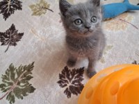British Shorthair Minnoşum