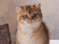 Şecereli Safkan British Shorthair Ny11 Erkek Yavru