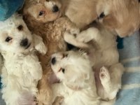 KALİTE F1 MALTİPOO YAVRULAR ANNE ALTINDAN