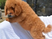DEV LABRADOODLE BEBEKLER