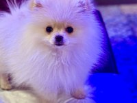 Pomeranian boo teddy bear erkek 2.5 aylık