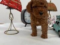 Toy poodle yavruları
