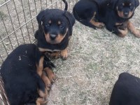 Akkuş Üretim Çiftliğinden Rottweiler Yavruları
