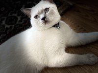 1 yaşında erkek blue point british shorthair