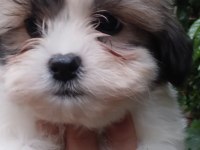 Sevimli morkie yavrular