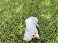 Diablo köpeğimiz yeni yuvasını arıyor