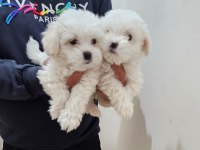 Terrier maltese bebekler