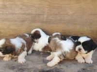 SHİH TZU KÖPEKLER