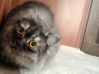 British Longhair kedimiz