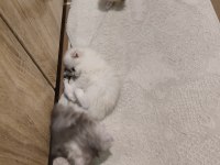 Minnoslar ev arıyor scottish fold