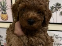 KALİTELİ POODLE YAVRULAR EV ORTAMINDA