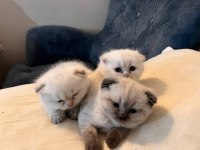 2 aylık scottish fold