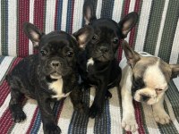 A Kalite French Bulldog Yavrular