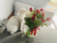 Scottish longhair kedimiz Lulu yeni yuvasını arıyor
