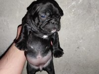 French bulldog 24 günlük