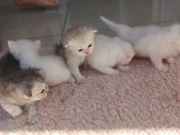 TERTEMİZ SAFKAN YAVRULAR