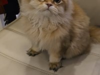 British longhair prens yeni yuvasını bekliyor
