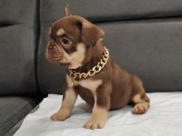 New Shade Isabella ve Rojo Merle Fransız Bulldog Yavruları