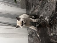 4 Aylık British Shorthair Blue Point