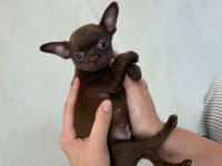 Irk Ve Sağlık Garantili Chihuahua Yavrularımız