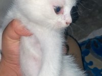 Bir buçuk aylık scottish fold