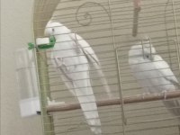 Albino Kırmızı Göz Sultan Papağanları