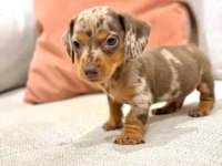 Şov Kalite Kısa Tüylü Isabella Merle Sosis Köpeğimiz