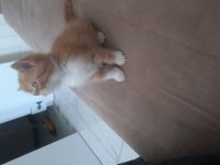 Exotic shorthair yavru erkek 2 aylık