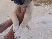 Orijinal üst düzey dişi kangal yavru