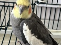 8 aylık erkek sultan papağanı