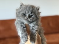 BRITISH LONGHAIR SAFKAN YAVRULARIM 