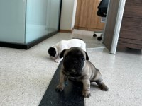 Acil yuva arıyoruz french bulldog