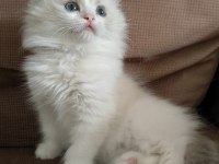SECERELİ RAGDOLL YAVRULAR