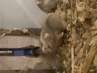 SÜTTEN KESİLMİŞ HAMSTER YAVRULAR