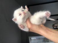 Sevimli British Shorthair 40 Günlük