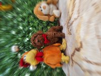 Oyuncak değil gerçek poodle