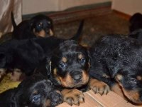 Rottweiler yavru kediler