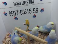 Yavru muhabbet kuşlar